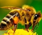 El Simposio Bee Health se celebra por primera vez en España el próximo mes de junio en Madrid