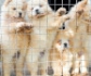 Europa publica un informe científico sobre bienestar de perros y gatos en tiendas y criaderos