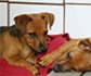 Reino Unido alerta de un gran aumento de perros con Brucella canis y registra más de 50 casos en 3 meses