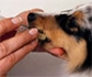 Nueva guía de administración de antimicrobianos en mascotas para la prevención de resistencias