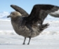 La gripe aviar 'conquista' nuevas especies ganaderas y llega a la Antártida