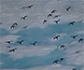 Disminuyen las poblaciones de aves marinas del Ártico por el deshielo del mar