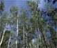 La UE aprueba una Ley pionera que prohíbe importar madera, soja o caucho si causa deforestación en origen