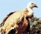 Un caso de gripe aviar obliga a cerrar un centro de recuperación de fauna silvestre en Guipúzcoa