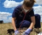 Cerca de 100 buitres leonados aparecen intoxicados en un municipio de Salamanca