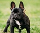 La Asociación Veterinaria Mundial se pronuncia sobre la cría de perros braquicéfalos