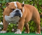 Los bulldogs ingleses tienen el doble de probabilidades de tener un problema de salud, por su condición de braquicéfalos