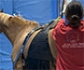 Brote de rinoneumonía en España: 8 de los 9 caballos hospitalizados presentan signos neurológicos