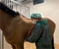 Españoles detectan por primera vez herpesvirus equino 1 en orina de caballos infectados de forma natural