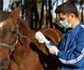 Actualizan la información sobre la vacunación contra la influenza en los caballos