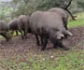 Detectan anticuerpos de fiebre hemorrágica de Crimea-Congo en cerdos ibéricos de España