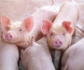 La Comisión Europea, ante la evolución de la Peste Porcina Africana, actualiza las restricciones en seis países