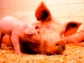 Las granjas de porcino y avícolas, asediadas por la normativa sobre emisiones industriales