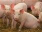 Nuevo salto de la peste porcina africana en Alemania