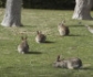Plaga de conejos: Vecinos de Madrid, preocupados por el riesgo de leishmaniosis