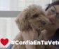 Vuelve la campaña #ConfiaEnTuVeterinario que aboga por el veterinario como fuente principal de información
