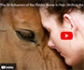 Un nuevo documental sobre la investigación de la prestigiosa especialista Sue Dyson, analiza los signos de dolor en caballos de monta