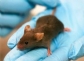 España es líder mundial en transparencia relacionada con el uso de animales de experimentación científica 