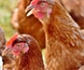 La peor temporada de gripe aviar de la historia de Europa: 5.300 brotes y 46 millones de sacrificios