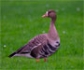 Madrid confirma un nuevo foco de gripe aviar con más de 100 aves muertas