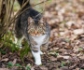 Un estudio realizado en España advierte de la amenaza del gato doméstico para la fauna silvestre
