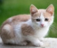 La dirofilariosis felina está presente en toda España con una seroprevalencia media del 9,4 %