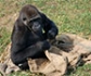 Detectan Covid-19 en tres gorilas de un parque natural de España