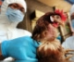 La OMSA advierte del riesgo de que la gripe aviar se adapte mejor a mamíferos y se propague a humanos