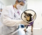 Desarrollan un nuevo método para regenerar huesos de perros y gatos