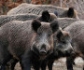 El CSIC identifica un mecanismo clave para la formación del virus de la peste porcina africana
