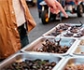 COLVEMA organiza una jornada presencial sobre insectos comestibles