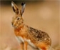 Confirman que la enfermedad hemorrágica del conejo ha dado el salto a la liebre ibérica