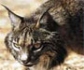 Aumenta la seroprevalencia de Toxoplasma gondii en felinos silvestres en España: un posible problema de salud pública