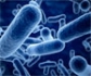 La listeriosis ha sido la zoonosis que más muertes ha causado en Europa en 2020