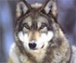 Bruselas se abre a rebajar la protección del lobo porque ciertas manadas son un 'peligro'
