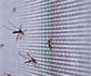 Gran hallazgo con sello español para crear trampas antimosquitos transmisores de leishmania