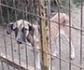 Madrid renueva su apuesta por el servicio de veterinaria forense contra el maltrato animal