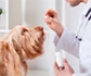 La EMA abre a consulta púbica una directriz para establecer los medicamentos veterinarios que se pueden administrar sin receta