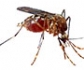 Valencia dice adiós al mosquito tigre con una técnica respetuosa con el medioambiente y la salud de las personas