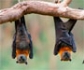 Expertos veterinarios abordan el desafío del virus Nipah en la India, una nueva zoonosis transmitida por murciélagos