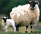 Detectan poblaciones bacterianas implicadas en la mejora de la fertilidad ovina