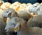 El sector ovino-caprino logra una reducción del 93,5 % en el uso de antibióticos. la mayor caída de toda la cabaña ganadera española