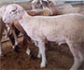 España aprueba ayudas para la reposición de ganado por viruela ovina y caprina