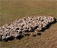 España participa en un proyecto internacional para investigar los beneficios del pastoreo tradicional