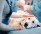 España está entre los países del mundo que más fármacos oncológicos consume en veterinaria, a pesar de la escasez de medicamentos específicos para animales de compañía que sufre Europa
