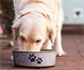 Los veterinarios alertan riesgos para mascotas y humanos de las dietas BARF, basadas en carne cruda 