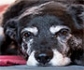 El Alzheimer podría estudiarse a partir de una enfermedad análoga en perros