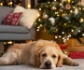 Si vas regalar un animal de compañía estas navidades, recuerda las responsabilidades que implica su tenencia...¡no son juguetes!
