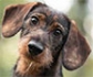 El interés por seguros de responsabilidad civil para mascotas se dispara más de un 40% con la Ley de Bienestar Animal