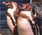 Un estudio resalta la importancia de los pingüinos en el funcionamiento ecológico del mar